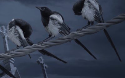 The wait is almost over – It’s the final Magpies book!